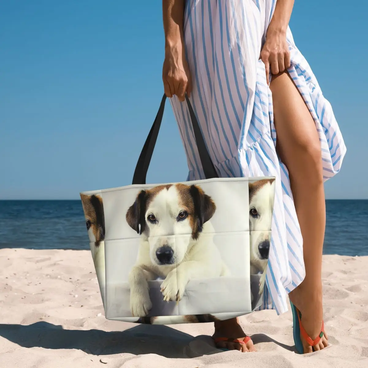 Dog Jack Russell Terrier Photo - đánh giá và giá Yoga Fitness Photos